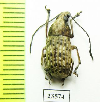 Anthribidae Sp. ,  Malaysia,  Pahang