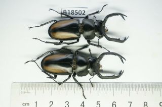 B18502 – Lucanus Rhaetulus Didieri Ps.  Beetles – Insects Ha Giang Vietnam
