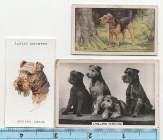 Lakeland Terrier Dog Pet Canine 3 Different Vintage Ad Trade Cards 4