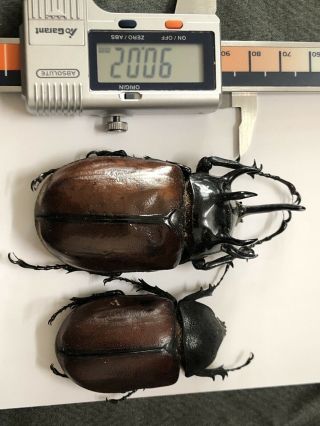 Coleoptera Dynastidae Eupatorus Gracilicornis Yunnan China Pair