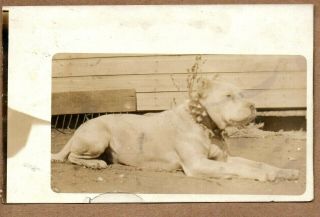 1916 Pit Bull Dog In Spiked Collar Real Photo Postcard Rppc