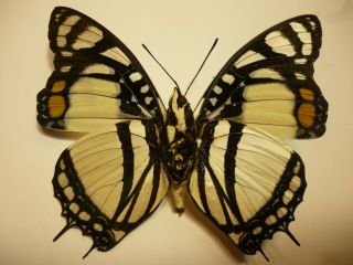 Real Butterfly/moth Set/spread B4626 Rare Charaxes Nobilis 7.  5 Cm