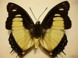 Real Butterfly/Moth Set/Spread B4626 Rare Charaxes nobilis 7.  5 cm 2