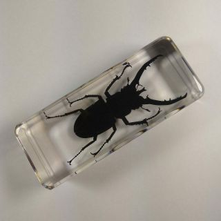 Real Insect Specimen Mountain Stag Beetle 110mm Polymer Resin Display Gift