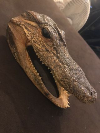 7 " Alligator Head / Skull Taxidermy With Teeth - Louisiana Swamp Gator