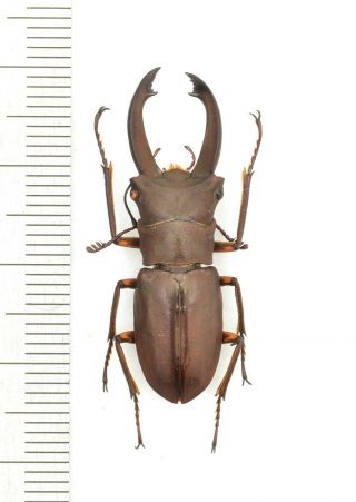 Lucanidae Cyclommatus Eximius 33mm From Png