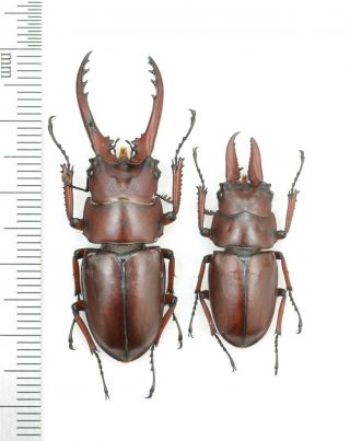 Lucanidae Prosopocoilus Astacoides Ssp.  43mm 2m From India