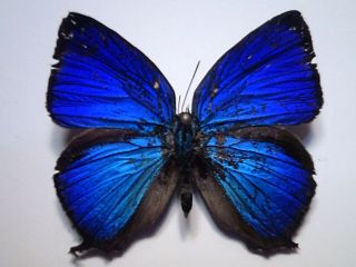 Butterfly/insect Setspread B5174 Royal Blue Rare Australian Arhopala Amantes 4cm