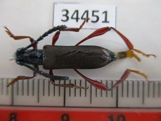 34451.  Unmounted Insects: Cerambycidae.  North Vietnam