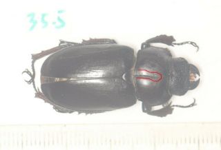 Lucanidae Lucanus Imitator F 35.  5mm Tibet
