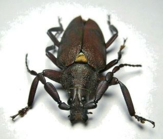 Cerambycidae Prioninae Praemallaspis Inca 4 From Peru