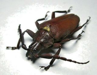 Cerambycidae Prioninae Praemallaspis Inca 3 From Peru