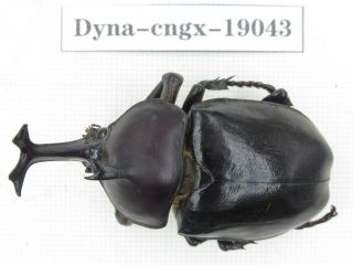 Beetle.  Trypoxylus Dichotomus Ssp.  China,  Guangxi,  Mt.  Laoshan.  1m.  19043.