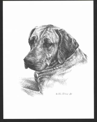 340 Rhodesian Ridgeback Dog Art Print Pen And Ink Drawing By Jan Jellins