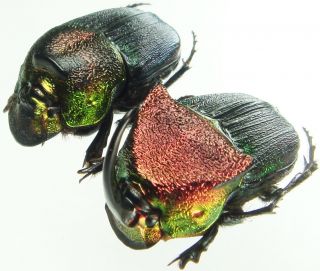 Insect - Scarabaeidae Phanaeus Vindex - Usa - Large Pair 20mm,  / -.