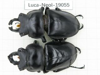 Beetle.  Neolucanus Sp.  China,  Yunnan,  Jinping County.  2m.  19055.