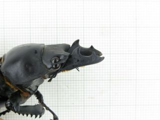 Beetle.  Neolucanus sp.  China,  Yunnan,  Jinping county.  2M.  19055. 2