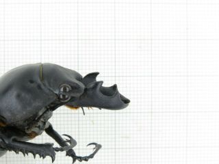 Beetle.  Neolucanus sp.  China,  Yunnan,  Jinping county.  2M.  19054. 3