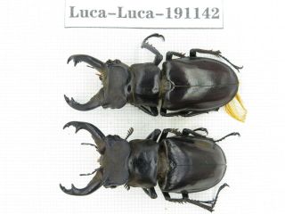 Beetle.  Lucanus Langi.  China,  Tibet,  Motuo County.  2m.  191142.