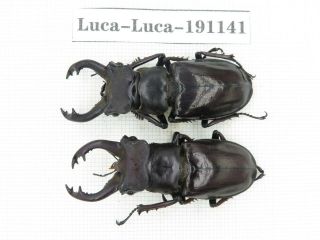 Beetle.  Lucanus Langi.  China,  Tibet,  Motuo County.  2m.  191141.