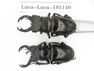Beetle.  Lucanus Langi.  China,  Tibet,  Motuo County.  2m.  191140.
