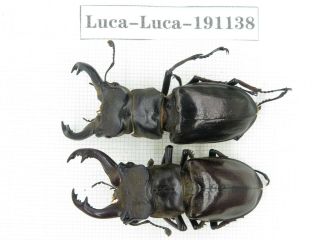Beetle.  Lucanus Langi.  China,  Tibet,  Motuo County.  2m.  191138.