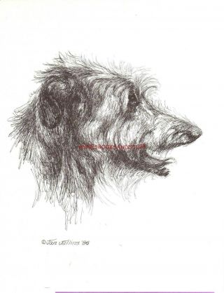388 Scottish Deerhound Dog Art Print Pen & Ink Drawing Jan Jellins