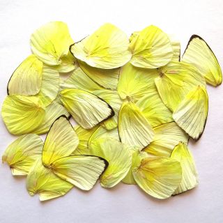 40 Real Butterfly Wing Jewelry Artwork Material Ooak Diy Gift 64