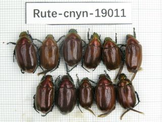Beetle.  Rutelidae Sp.  China,  Yunnan,  Gongshan.  11pcs.  19011.