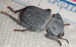Tenebrionidae Asbolus Verrucosus Blue Death Feigning Beetle Ca Aa26 Dead Insect