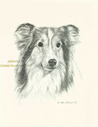 70 Sheltie Shetland Sheepdog Art Print Pen And Ink Drawing Jan Jellins
