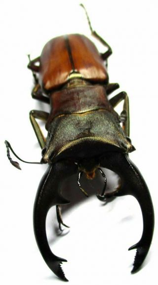 N001 Lucanidae: Cyclommatus Alagari Male 53.  5mm