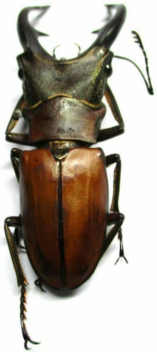 n001 Lucanidae: Cyclommatus alagari male 53.  5mm 4