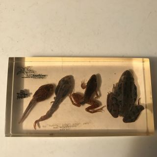 Southern Biological Supply Co.  Clear Acrylic Stages Of A Frogs Life Specimen