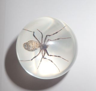 Wasp Spider Argiope Bruennichi Specimen 58 Mm Insect Clear Sphere Ball