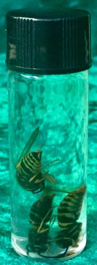 CSM3 3 REAL Yellow Jackets wasp s - med preserved jar wet Specimen taxidermy 4