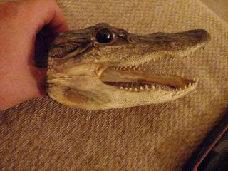 7 " Real Alligator Head Taxidermy