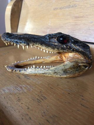 5” Real Alligator Head Taxidermy