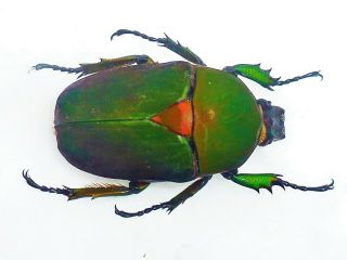 Stephanocrates Preussi Female Huge 39mm,  Color Cameroon