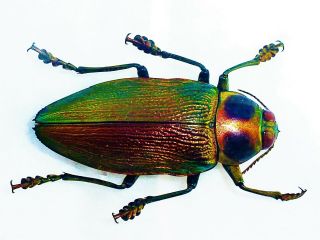Euchroma Gigantea Male Huge 47mm,  Wonderful Color Ecuador