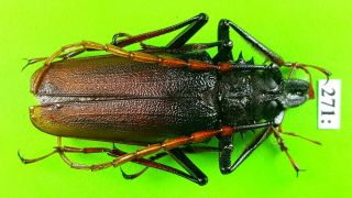 Cerambycidae Psalidognathus Antonkozlovi Male 50mm From Peru 271