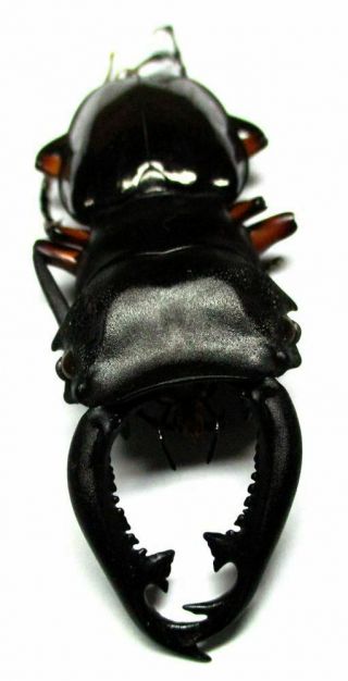 I003 Lucanidae: Odontolabis Imperialis Komorii Male 63mm