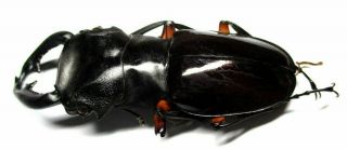 i003 Lucanidae: Odontolabis imperialis komorii male 63mm 2