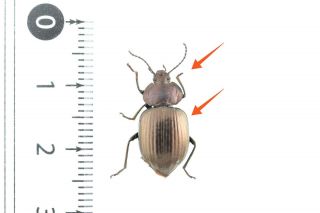 Beetle Tenebrionidae Sp9 Australia