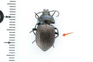 Beetle Tenebrionidae Sp6 Australia