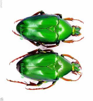 Cetoniidae - Pseudochalcothea Auripes (pair) - Trus Madi,  Sabah,  North Borneo