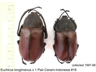 Euchirus Longimanus X 1 Pr - Ceram - Indonesia 18 1 Or 2 Legs May Be Re - Attached