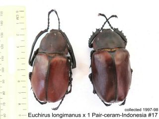 Euchirus Longimanus X 1 Pr - Ceram - Indonesia 17 1 Or 2 Legs May Be Re - Attached