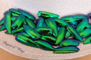 250 Undrilled Exotic Green Blue Elytra Jewel Beetle Wings Diy Art Jewelry Supply