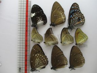 N10977.  Unmounted Butterflies: Nymphalidae Sp.  South Vietnam.  Dong Nai